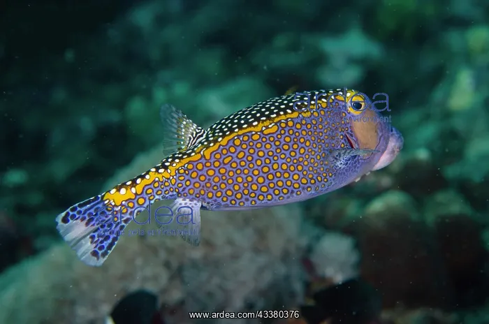 : White-spotted Boxfish : White-spotted Boxfish