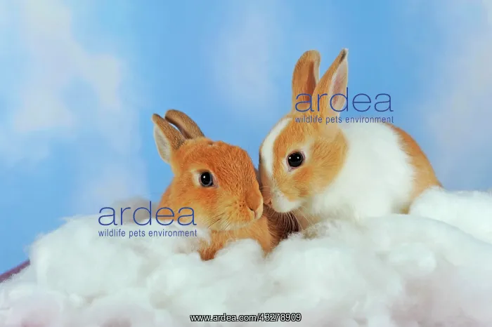: White spotted and brown adult dwarf rabbits sitting : White spotted and brown adult dwarf rabbits sitting