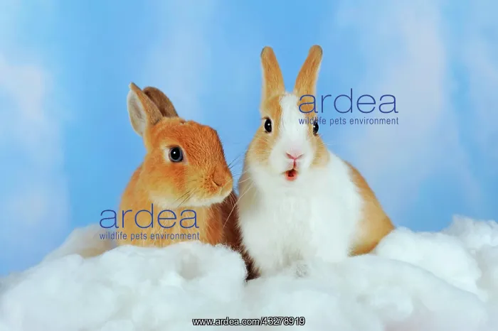 : White spotted and brown adult dwarf rabbits sitting : White spotted and brown adult dwarf rabbits sitting