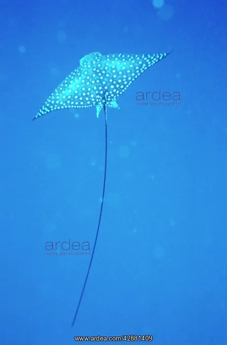 : WHITE SPOTTED EAGLE RAY : WHITE SPOTTED EAGLE RAY