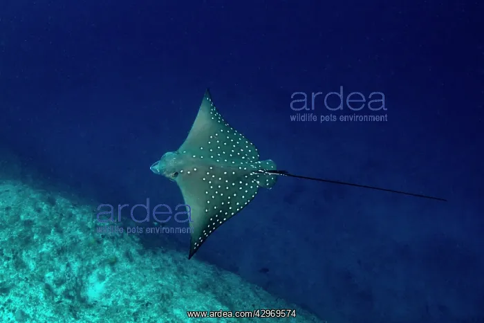 : White-spotted Eagle Ray : White-spotted Eagle Ray
