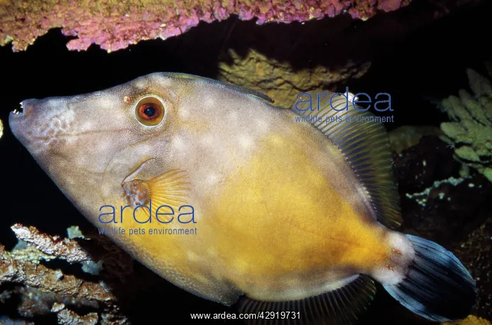 : White-spotted Filefish : White-spotted Filefish