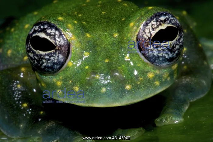  : White Spotted Glass Frog