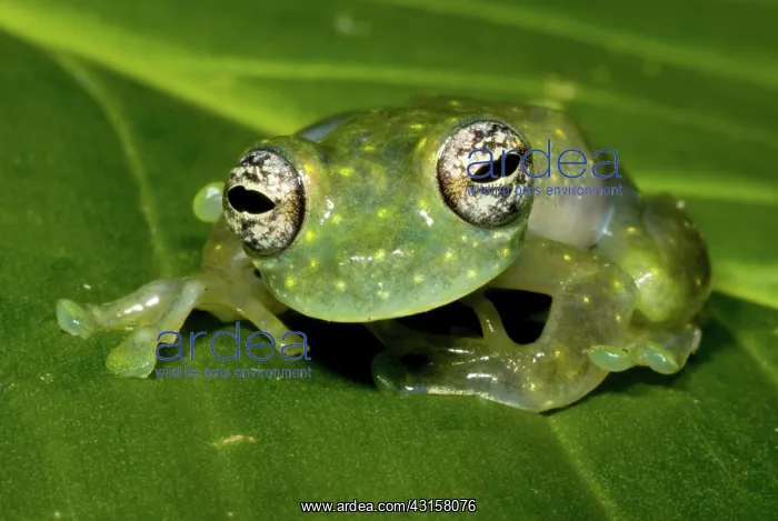 : White Spotted Glass Frog : White Spotted Glass Frog