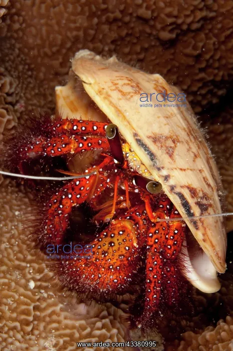 : White-spotted Hermit Crab : White-spotted Hermit Crab