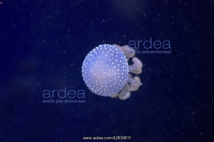 : White-Spotted Jellyfish : White-Spotted Jellyfish