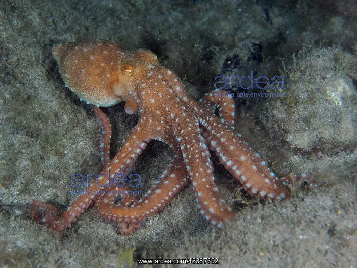 : White spotted octopus (Callistoctopus Octopus ma : White spotted octopus (Callistoctopus Octopus ma