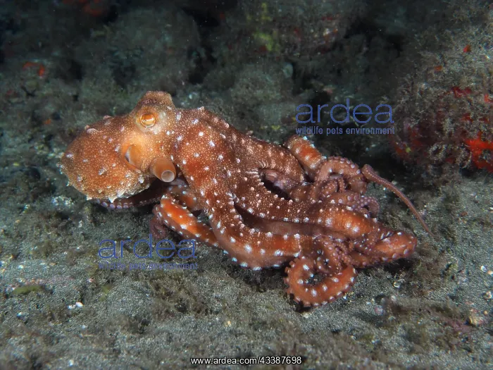 : White spotted octopus (Callistoctopus Octopus ma : White spotted octopus (Callistoctopus Octopus ma