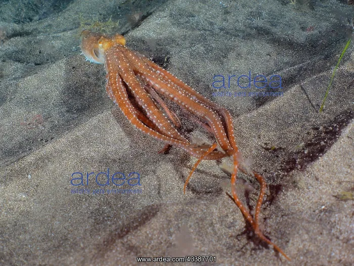 : White spotted octopus (Callistoctopus Octopus ma : White spotted octopus (Callistoctopus Octopus ma
