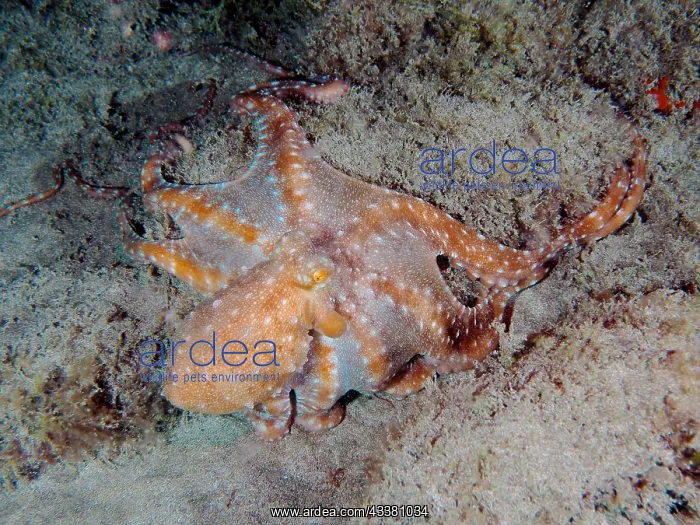 : White spotted octopus (Callistoctopus Octopus macropus) : White spotted octopus (Callistoctopus Octopus macropus)