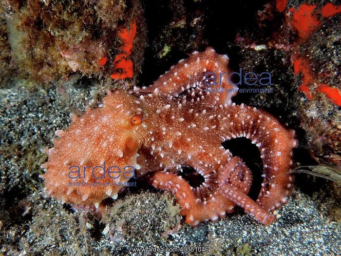 : White spotted octopus (Callistoctopus Octopus macropus) : White spotted octopus (Callistoctopus Octopus macropus)
