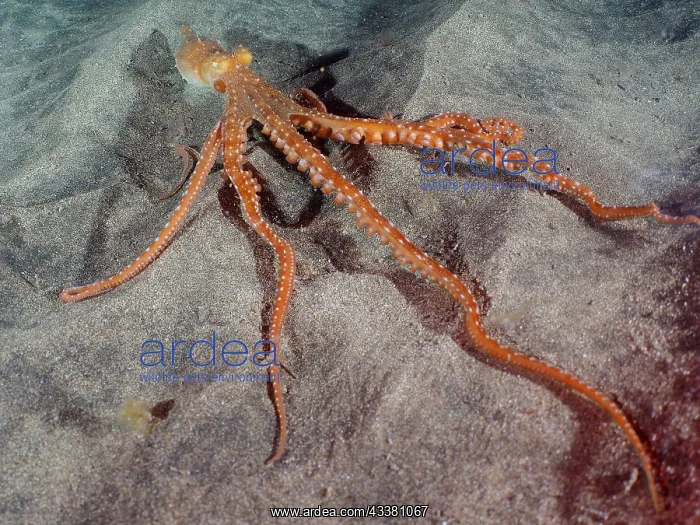 : White spotted octopus (Callistoctopus Octopus macropus) : White spotted octopus (Callistoctopus Octopus macropus)