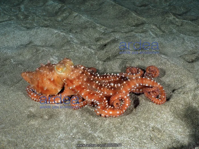 : White spotted octopus (Callistoctopus Octopus macropus) : White spotted octopus (Callistoctopus Octopus macropus)