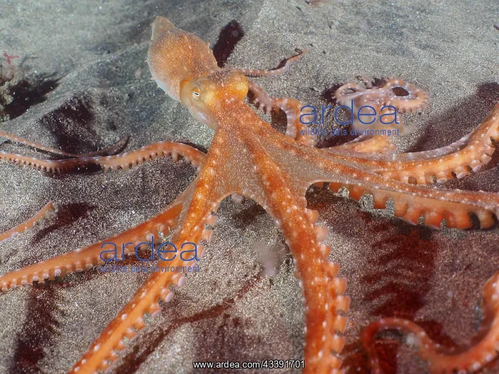 : White spotted octopus (Callistoctopus Octopus macropus) : White spotted octopus (Callistoctopus Octopus macropus)