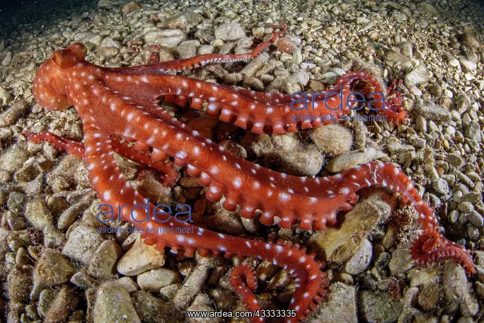 : White-spotted octopus or grass octopus (Callisto : White-spotted octopus or grass octopus (Callisto