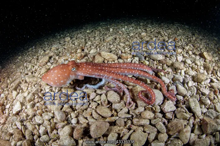 : White-spotted octopus or grass octopus (Callisto : White-spotted octopus or grass octopus (Callisto