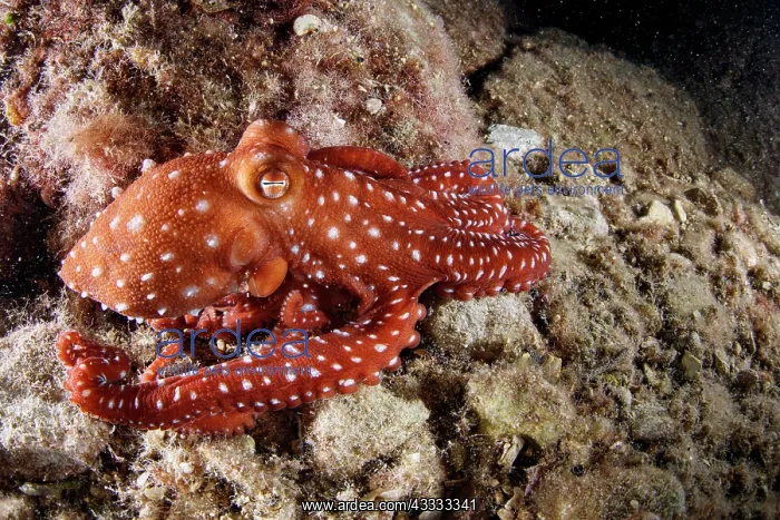 : White-spotted octopus or grass octopus (Callisto : White-spotted octopus or grass octopus (Callisto