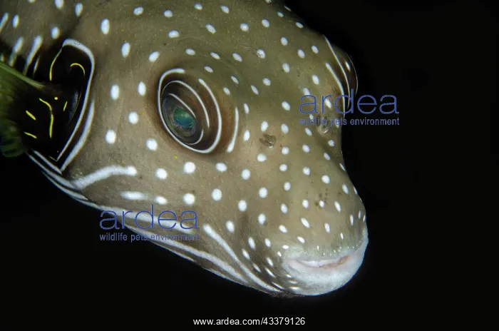 : White-spotted Puffer : White-spotted Puffer