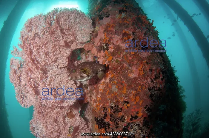 : White-spotted Puffer : White-spotted Puffer