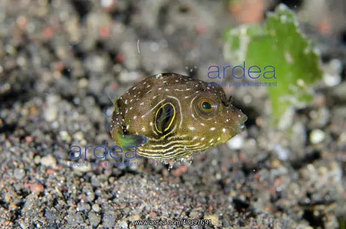 : White-spotted Puffer : White-spotted Puffer
