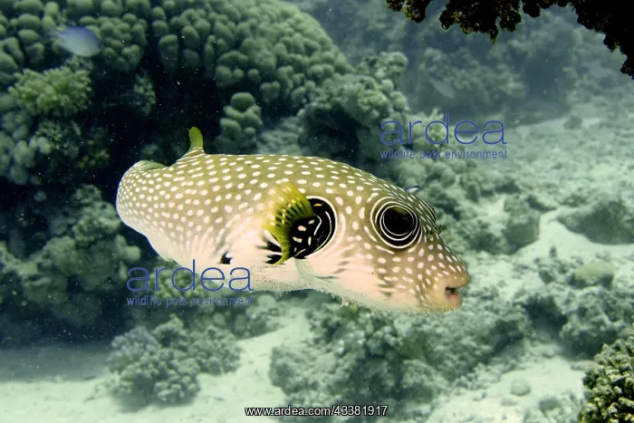 : White-spotted puffer (Arothron Hispidus), House Reef dive si : White-spotted puffer (Arothron Hispidus), House Reef dive si