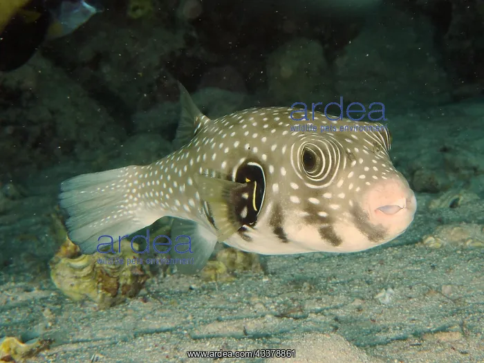 : White-spotted puffer (Arothron Hispidus). Dive : White-spotted puffer (Arothron Hispidus). Dive