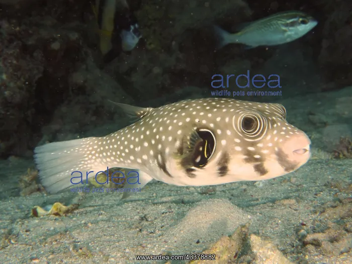 : White-spotted puffer (Arothron Hispidus). Dive : White-spotted puffer (Arothron Hispidus). Dive