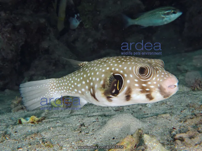 : White-spotted puffer (Arothron Hispidus). Dive : White-spotted puffer (Arothron Hispidus). Dive