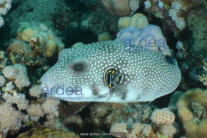: White-spotted puffer (Arothron Hispidus), House : White-spotted puffer (Arothron Hispidus), House