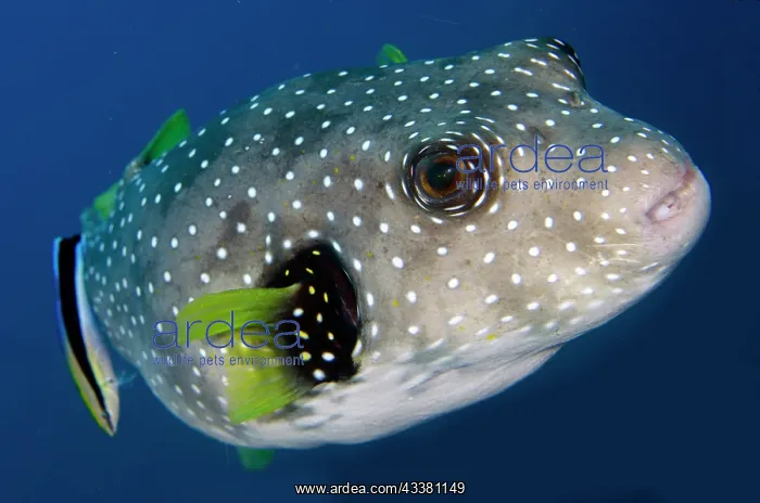 : White-spotted Puffer - being cleaned by Bluestreak : White-spotted Puffer - being cleaned by Bluestreak