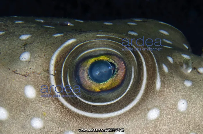 : White-spotted Puffer eye - night dive - Scuba Seraya : White-spotted Puffer eye - night dive - Scuba Seraya
