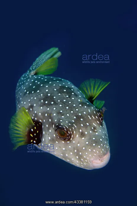 : White-spotted Puffer - Kubu Reef dive site, Tulamben : White-spotted Puffer - Kubu Reef dive site, Tulamben
