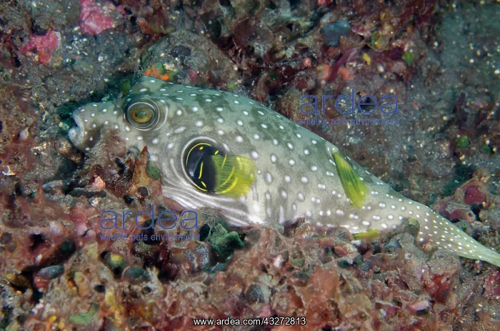 : White-spotted Puffer - Kubu, Tulamben, Karangasem Regency, B : White-spotted Puffer - Kubu, Tulamben, Karangasem Regency, B