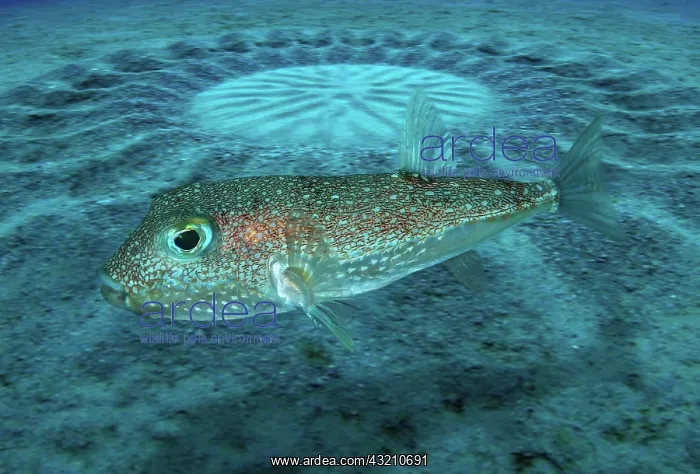 : White-spotted pufferfish, Torquigener albomaculosus : White-spotted pufferfish, Torquigener albomaculosus