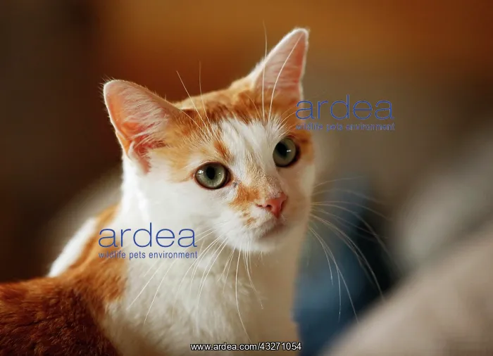 : White-spotted red cat sitting on a sofa, portrait : White-spotted red cat sitting on a sofa, portrait