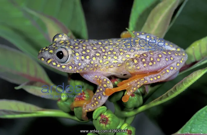 : White Spotted Reed Frog : White Spotted Reed Frog