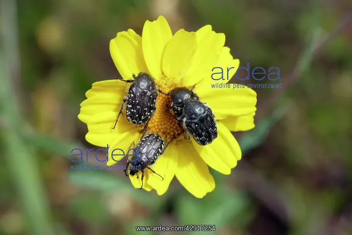 : White Spotted Rose Beetle - 4 on flower : White Spotted Rose Beetle - 4 on flower