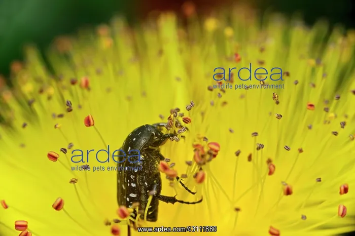 : White spotted rose beetle (Oxythyrea funesta) in : White spotted rose beetle (Oxythyrea funesta) in