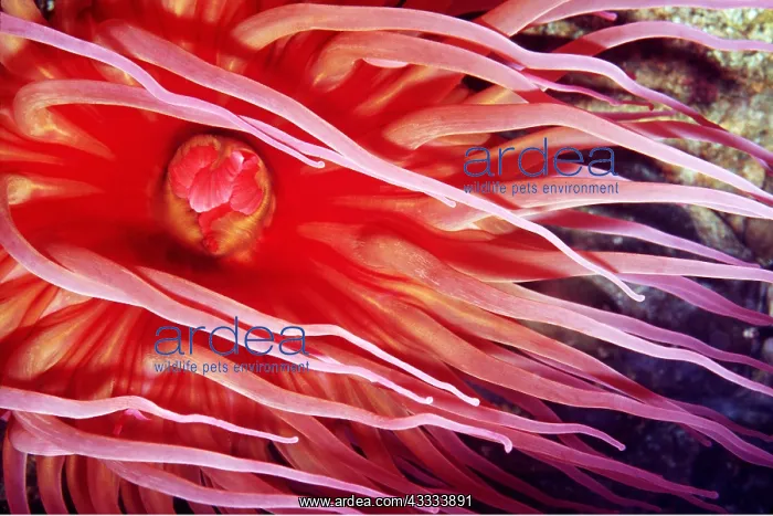 : White-Spotted Rose Sea Anemone : White-Spotted Rose Sea Anemone