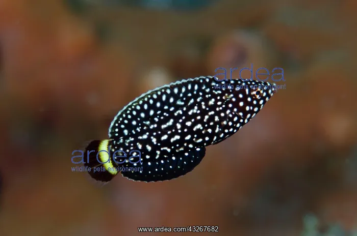 : White-spotted Wrasse - juvenile : White-spotted Wrasse - juvenile