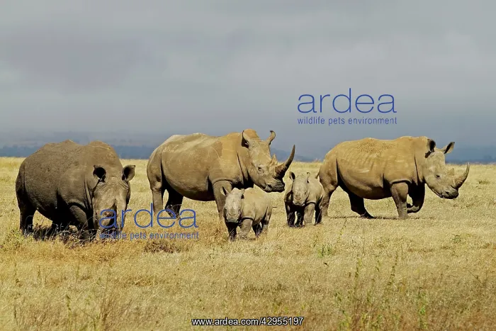 : White / Square-lipped Rhino - family : White / Square-lipped Rhino - family