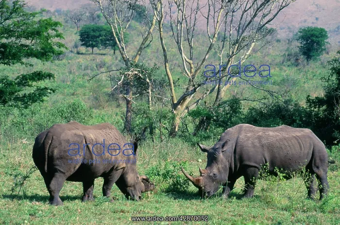 : White / Square-lipped Rhinoceros : White / Square-lipped Rhinoceros