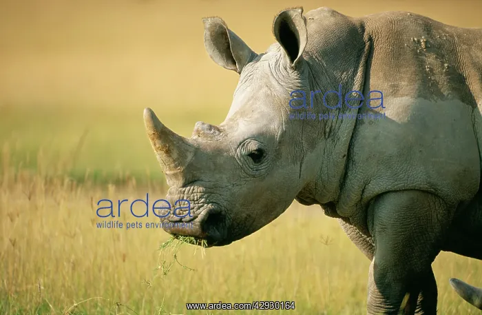 : White / Square-lipped RHINOCEROS : White / Square-lipped RHINOCEROS