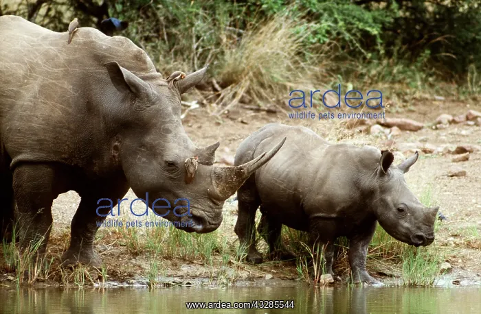 : WHITE / SQUARE-LIPPED RHINOCEROS : WHITE / SQUARE-LIPPED RHINOCEROS