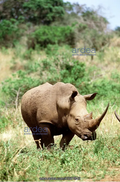 : WHITE / Square-Lipped RHINOCEROS : WHITE / Square-Lipped RHINOCEROS