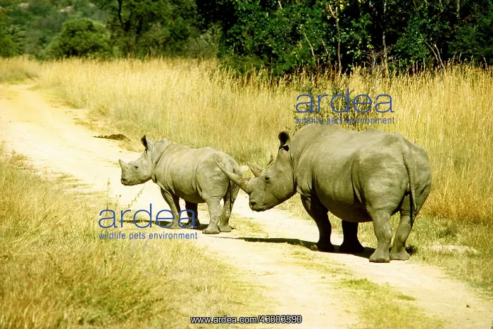 : WHITE / SQUARE-LIPPED RHINOCEROS - adult and young on path : WHITE / SQUARE-LIPPED RHINOCEROS - adult and young on path