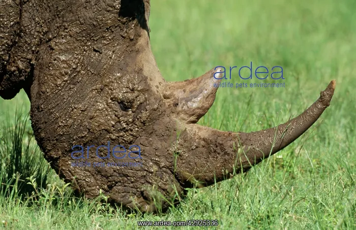 : White / Square-lipped RHINOCEROS - close-up, grazing : White / Square-lipped RHINOCEROS - close-up, grazing