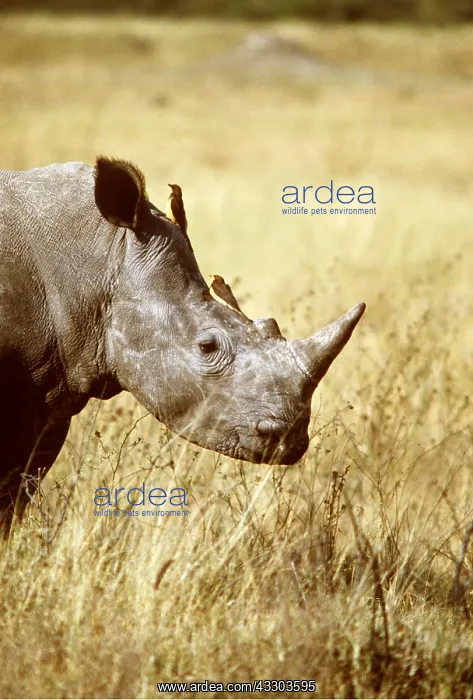 : White / Square lipped RHINOCEROS - with oxpecker : White / Square lipped RHINOCEROS - with oxpecker
