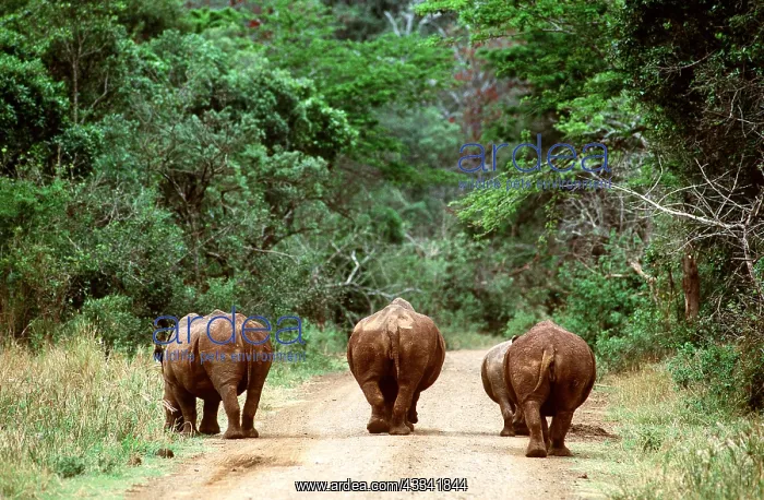 : White / Square Lipped Rhinoceros - rear view x four, on road : White / Square Lipped Rhinoceros - rear view x four, on road