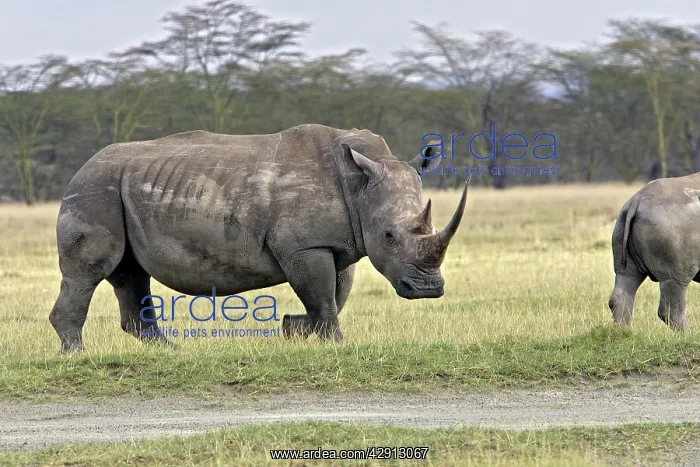: WHITE / Square-Lipped RHINOCEROS - side view : WHITE / Square-Lipped RHINOCEROS - side view